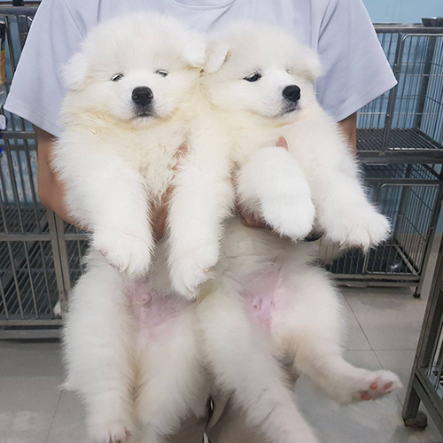 Hai chú chó Samoyed con lông trắng muốt được bế trên tay.