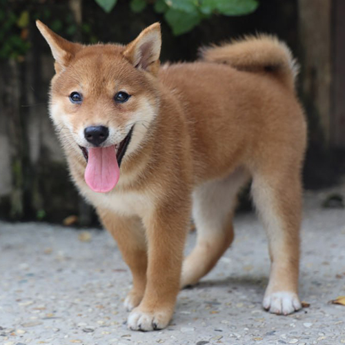 Chó Shiba Inu thuần chủng màu đỏ, tính cách độc lập, sạch sẽ và trung thành với chủ