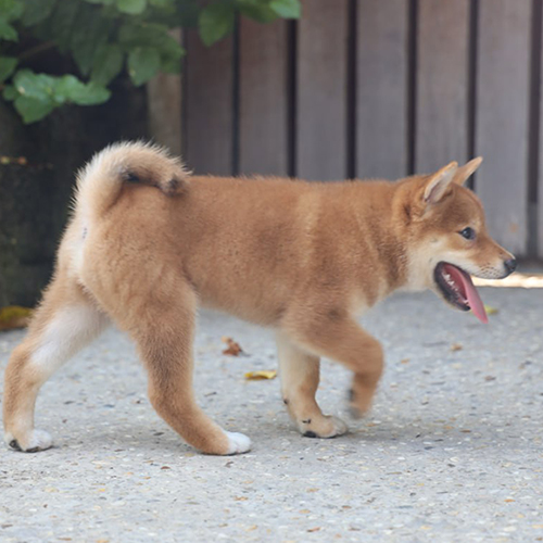 Chó Shiba Inu đang đi dạo bên chủ