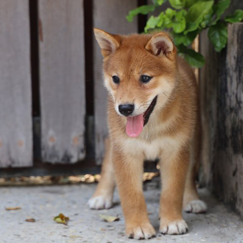 Chó Shiba Inu con đang vui chơi ngoài sân