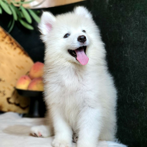 Chó Samoyed con đang vui vẻ sau khi được khen thưởng vì nghe lời