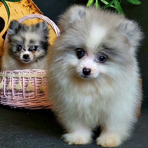 Cặp đôi chó Phốc Sóc mini màu blue merle hiếm và đáng yêu