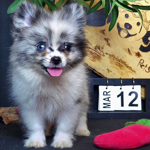 Chó Phốc Sóc mini màu blue merle mắt xanh cực hiếm