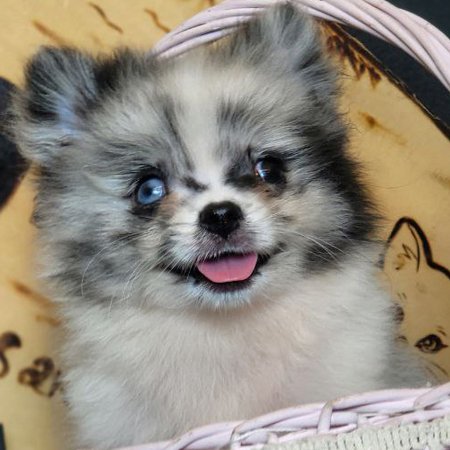Chó Phốc Sóc Blue Merle mắt xanh hiếm có