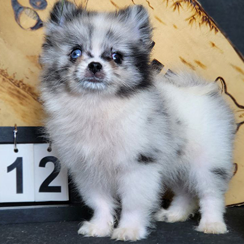 Chó Phốc Sóc màu Blue Merle thuần chủng hiếm, giá trên 18 triệu, không giấy VKA