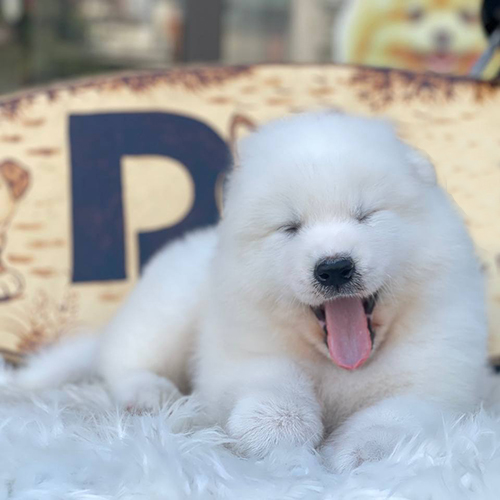 Chó Samoyed con dễ thương, bộ lông trắng bông xù và đôi mắt ngọt ngào.