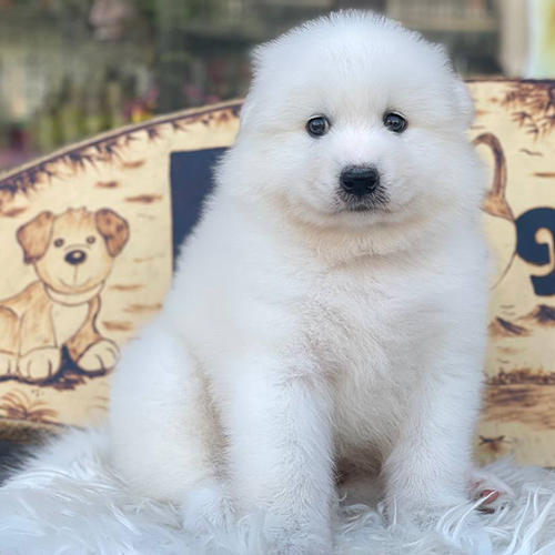 Chó Samoyed con ngồi yên lặng trên thảm lông trắng, phía sau là bảng trang trí hình chó