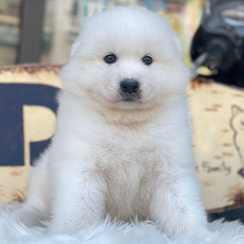 Chó Samoyed con lông trắng tuyết, ngồi trên thảm lông, vẻ ngoài dễ thương và sang trọng.