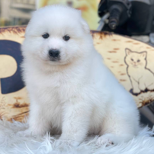 Chó Samoyed thuần chủng trắng muốt đang ngồi nghiêm trang