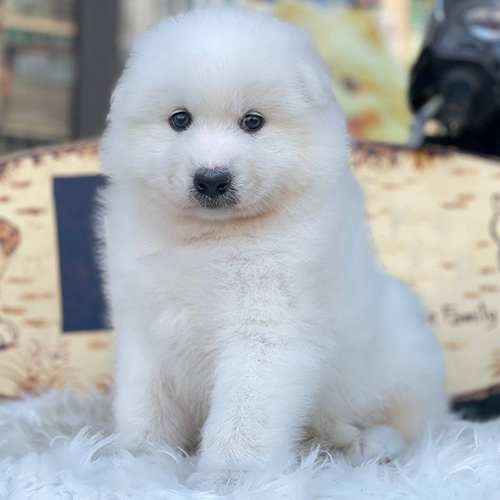 Chó Samoyed con lông trắng đang ngồi trên nền lông mềm tại Chomeocanh.com