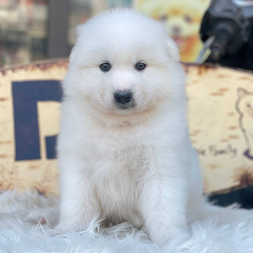 Chó Samoyed con lông trắng ngồi ngoan trên thảm lông
