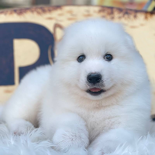 Chó Samoyed con trắng tuyết đáng yêu nằm trên nền lông mềm