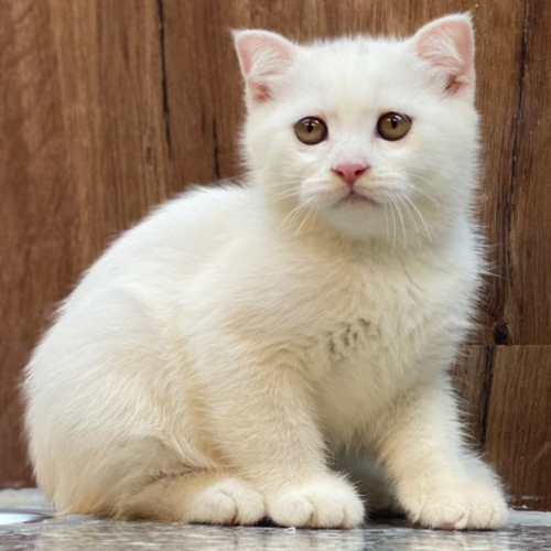 Mèo Anh lông ngắn màu trắng với bộ lông mềm mượt đáng yêu.