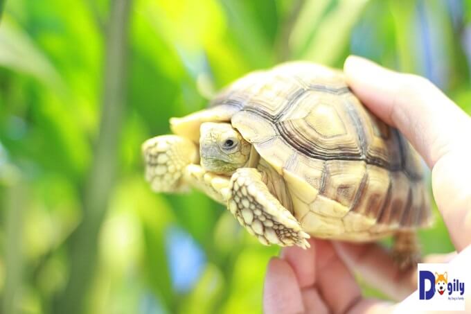 Bạn hoàn toàn yên tâm và tin tưởng khi lựa chọn mua rùa Sulcata tortoise của Chomeocanh.com. Toàn bộ rùa đều được chúng tôi nhập khẩu trực tiếp từ Thái Lan.