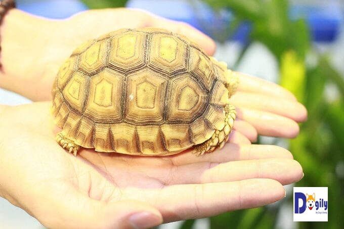 Bạn nên tìm mua rùa sulcata tortoise từ một người bán có uy tín. Tại Chomeocanh.com, chúng tôi luôn coi trọng nâng niu, giữ gìn thương hiệu. Với mong muốn mang đến cho mỗi gia đình những thành viên thú cưng hoàn hảo nhất.