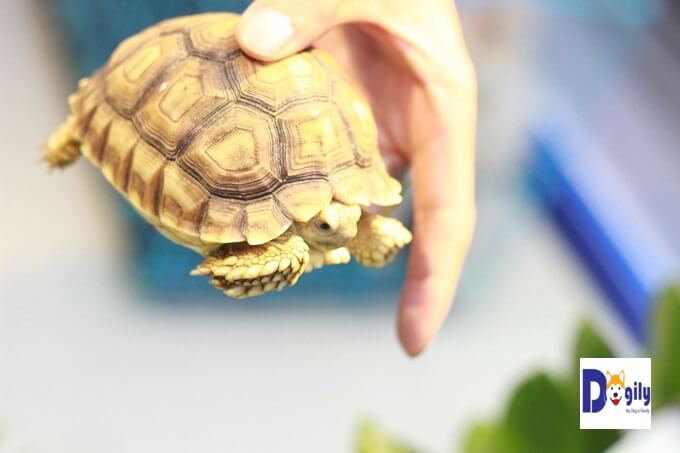 Bán rùa sulcata size 10 cm tại Chomeocanh.com. Đường nét hoa văn trên mai cực đẹp. Màu sắc rực rõ. Ngoan, khỏe, ăn tốt, ngủ tốt.