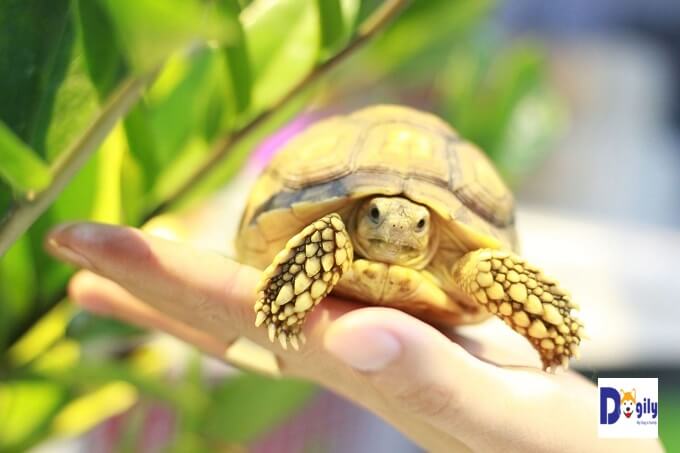 Giá rùa sulcata cũng phụ thuộc vào nhiều yếu tố khác như giới tính, ngoại hình và mùa vụ...