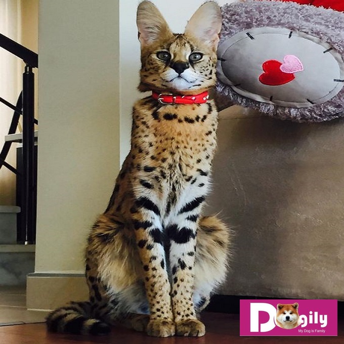 Mặc dù có bộ lông ngắn. Nhưng mèo Savannah vẫn cần được chăm sóc bộ lông thường xuyên