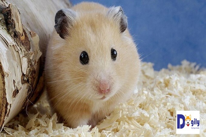 Chuột Hamster ngày nay rất được các bạn trẻ tuổi teen ưa thích do kích thước nhỏ nhắn, xinh xắn và giá bán rất vừa phải phù hợp với túi tiền của học sinh, sinh viên