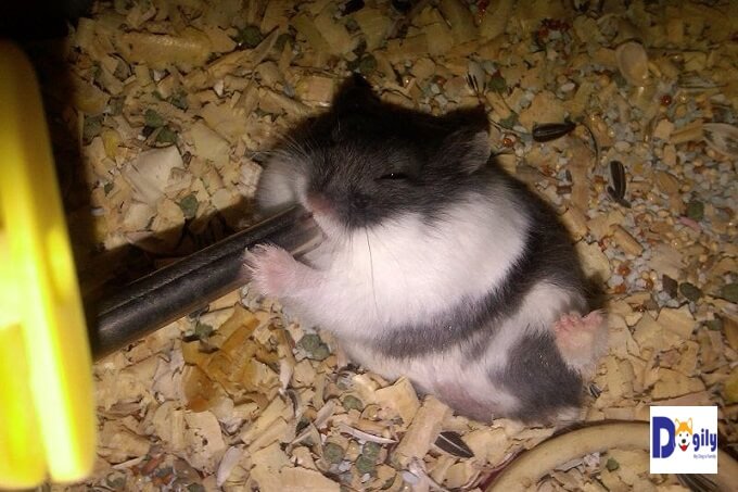 Chuột hamster có hàm răng luôn mọc dài và phát triển suốt cuộc đời. Vì vậy, chúng luôn phải tìm kiếm các vật cứng để gặm nhấm và mài mòn răng
