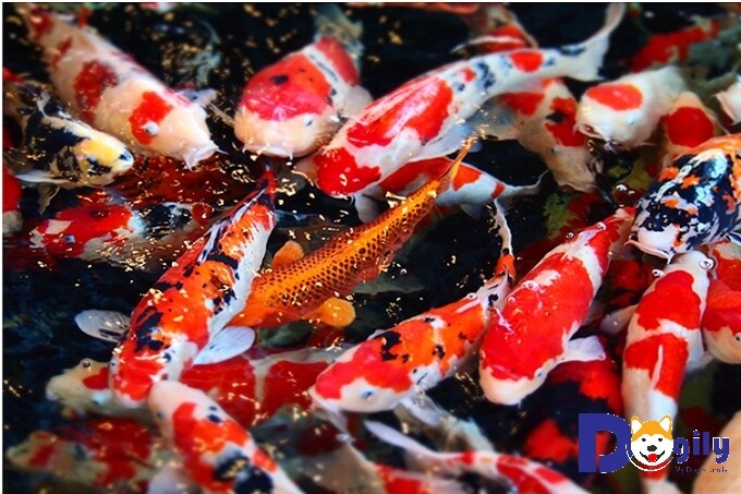 Hiện nay cá Koi Nhật được yêu thích trên toàn thế giới