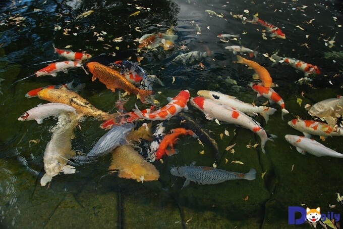 Hồ cá Koi Nhật Bản