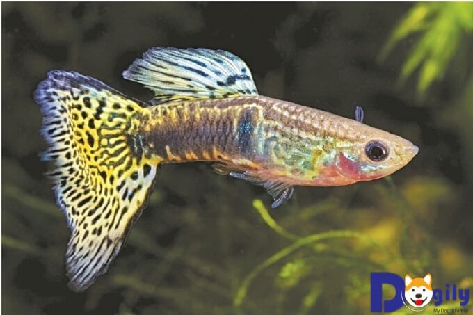 Cách chăm sóc cá Poecilia reticulata rất đơn giản.