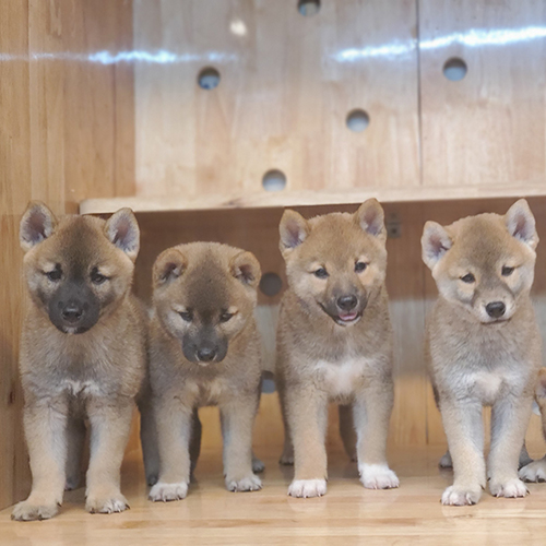 Bốn chú chó Shiba Inu con thuần chủng trong chuồng gỗ tại Chomeocanh.com, khỏe mạnh và đáng yêu