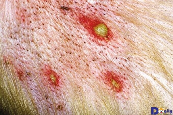 Bệnh da liễu ở mèo