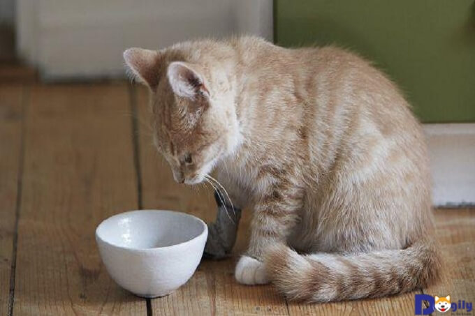 Mặc dù được chăm sóc đúng cách nhưng Mèo cũng rất dễ bị nôn, tiêu chảy.