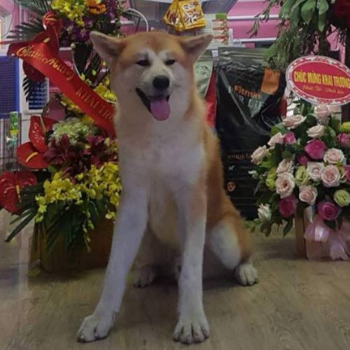 Chó Akita cười dễ thương tại trại chó Chomeocanh.com.