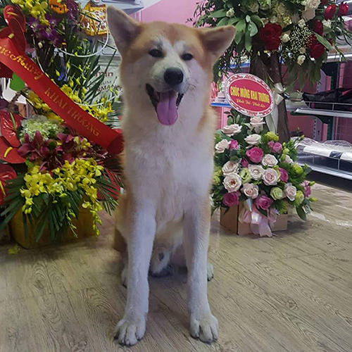 Chó Akita Inu thuần chủng màu vàng ngồi cạnh hoa chúc mừng, dáng hiền lành, thân thiện