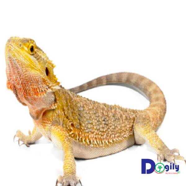 Hiện Chomeocanh.com có bán rồng Úc Bearded dragon tại các cửa hàng tại Tphcm và Hà Nội.