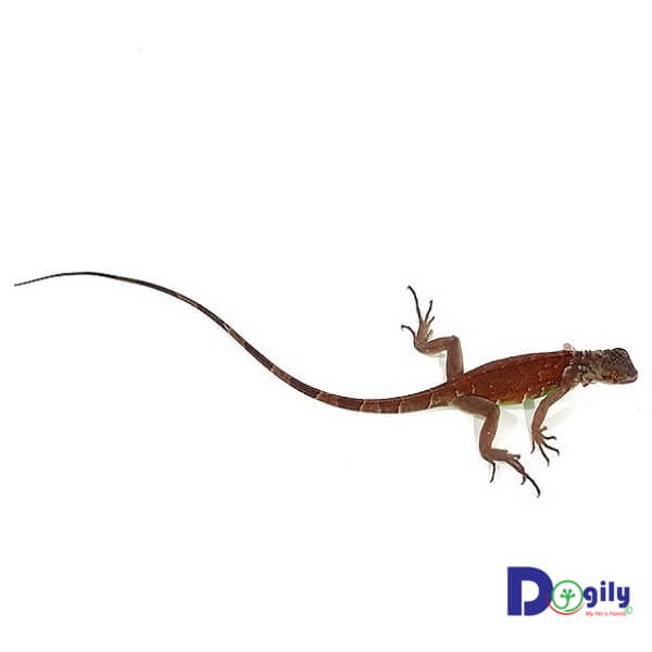 Như hầu hết các loại bò sát cảnh khác. Rồng Nam Mỹ red Iguana luôn cần sưởi ấm mỗi ngày.