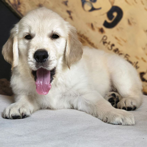 Chó Golden Retriever con lông vàng nhạt đang ngáp, nằm trên nền vải trắng