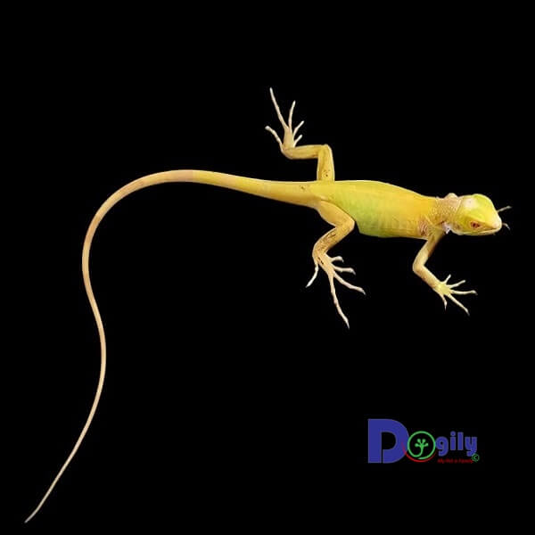 Ngoài màu da bạch tạng vàng, Albino Iguana có đặc điểm hoàn toàn giống những người anh em khác như rồng Nam mỹ xanh, blue, đỏ.