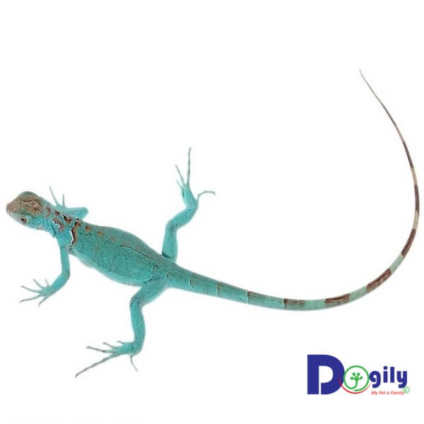 Rồng Nam Mỹ có đặc điểm tuổi thọ rất cao. Có thể lên đến 60-70 năm.