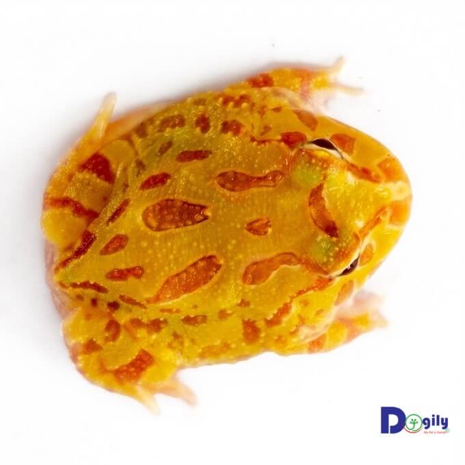 Ếch Pacman có màu sắc rất đa dạnh. Hình trên: một em ếch Pacman bạch tạng vàng Albino Pacman.