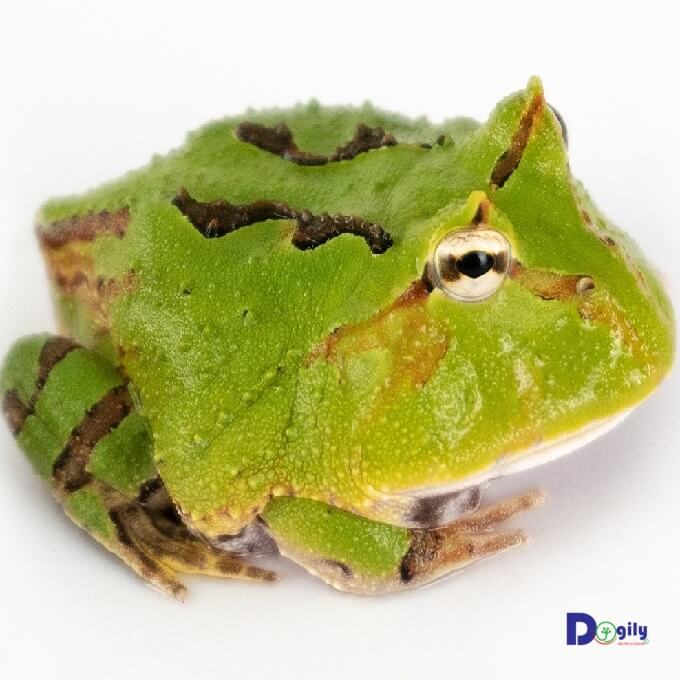 Mặc dù là loài lưỡng cư, nhưng trên thực tế ếch Pacman bơi lội khá tệ. Hình trên: Một em ếch Pacman Tricolor khá hiếm tại Việt Nam.