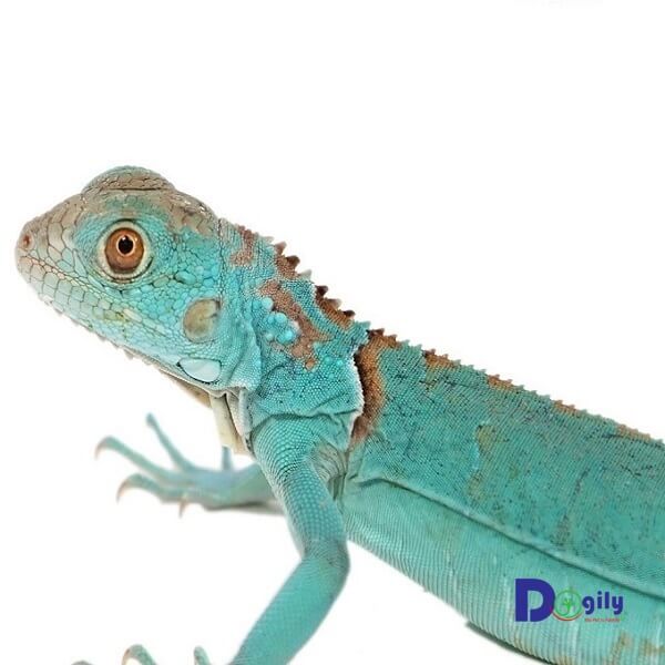 Blue Iguana khá hiếm, chỉ đứng sau Albino Iguana. Vì vậy, giá của rồng Nam Mỹ Blue Iguana rất cao và thường phải đặt trước mới mua được.