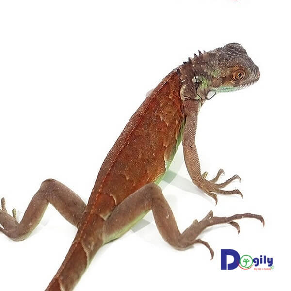 Giá rồng Nam Mỹ đỏ red iguana khá phổ thông, phù hợp với túi tiền của đa số người Việt Nam.