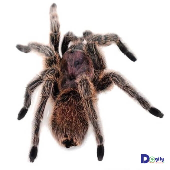 Bạn có thể dễ dàng đặt mua Nhện cảnh G.rose Tarantula tại các điểm bán của cửa hàng Chomeocanh.com ở Hà Nội và Tphcm.