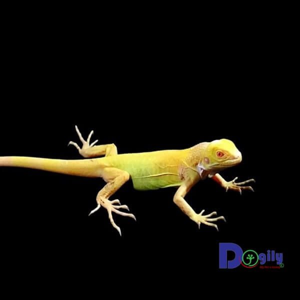 Mua bán rồng Nam Mỹ Bạch tạng vàng Albino Iguana tại Chomeocanh.com Tphcm và Hà Nội.