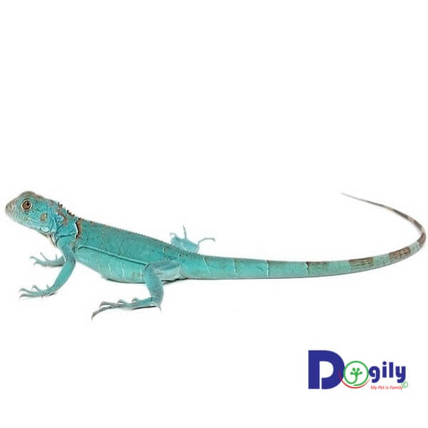 Hiện nay chúng tôi có bán và nhân order rồng Nam Mỹ blue Iguana tại các cửa hàng của Chomeocanh.com.