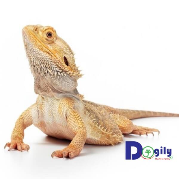 Rồng Úc bearded dragon tuy mới xuất hiện tại Việt Nam những được rất nhiều bạn trẻ lùng mua.
