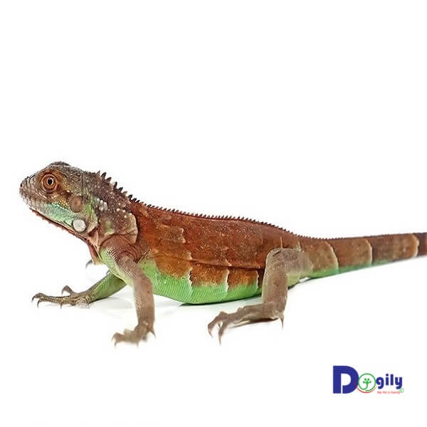 Rồng Nam Mỹ đỏ là loài cự đà có nguồn gốc từ vùng Trung và Nam Mỹ.