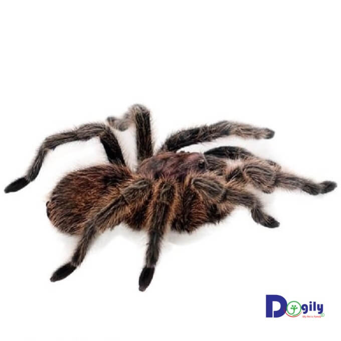 Một chú Nhện cảnh G.rose Tarantula.