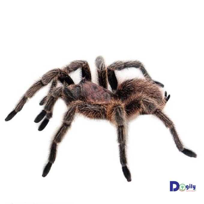 Nhện cảnh G.rose Tarantula tại Việt Nam có giá từ 400 - 600 k 1 con