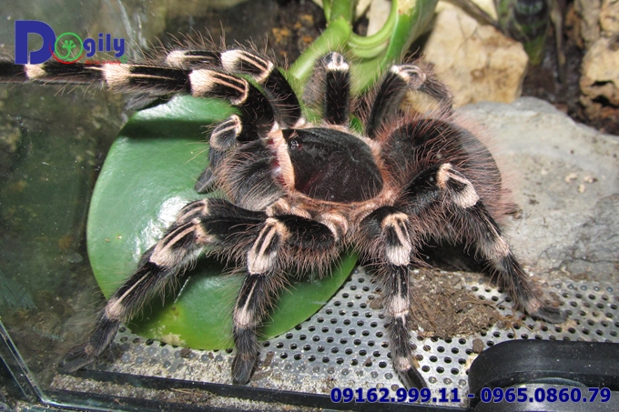 Nhện chân trắng White Knee Tarantula