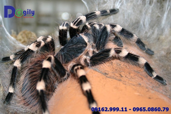 Nhện chân trắng White Knee Tarantula